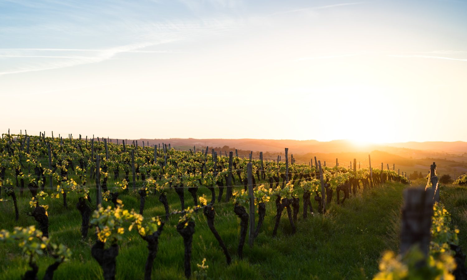 Vineyard image at sunset. New vines.