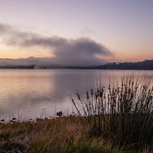 Image of grassy reeds in front of river with swirling low cloud over the water and pinky purple sky most likely at dusk.